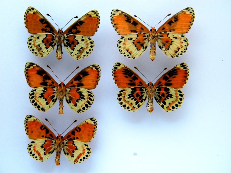 Melitaea didyma (verso aberrations, collection) (Internet Image property of respective owner, non-commercial use only)